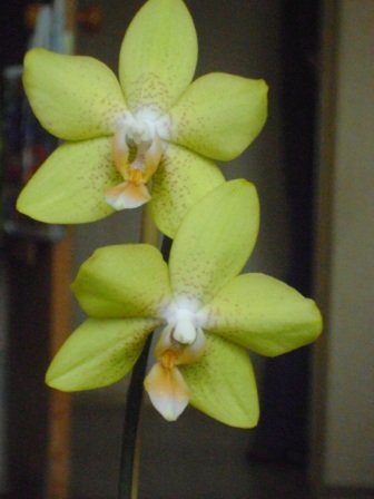  Phalaenopsis 3 
