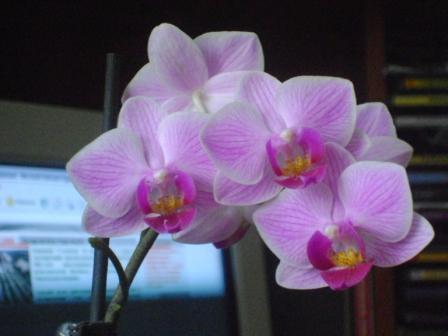  Phalaenopsis 4 