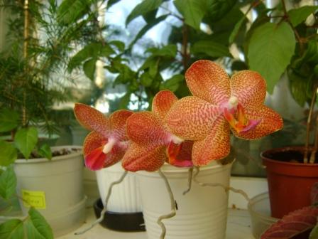  Phalaenopsis 5 