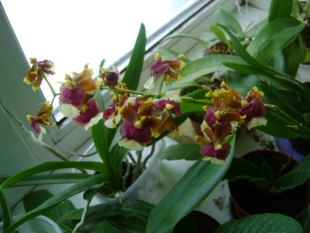  Oncidium 