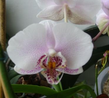  Phalaenopsis 1 