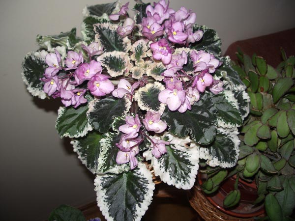 Фиалка Wild Irish Rose