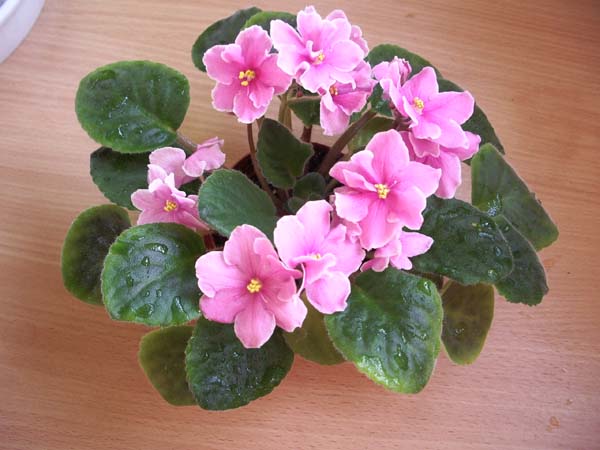 Фиалка Pink Amiss