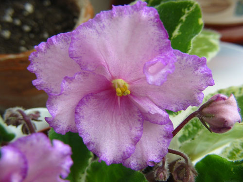 Фиалка Fredette's Risen Star
