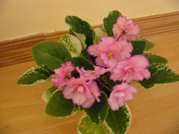 Фиалка Fredette's Risen Star
