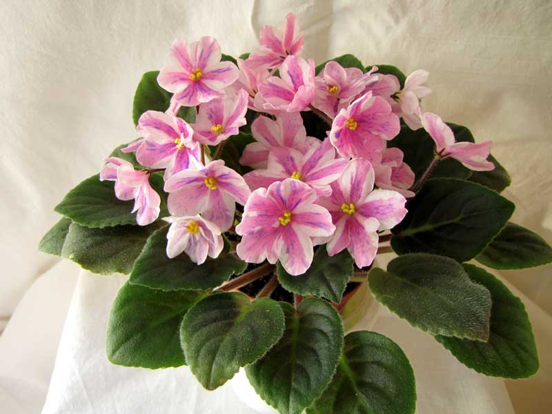  Ness Spring Blush 
