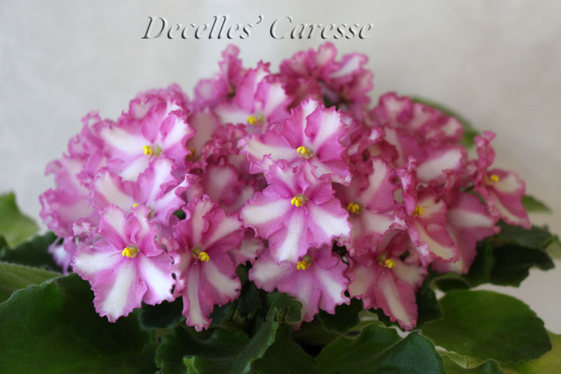  Decelles' Caresse 