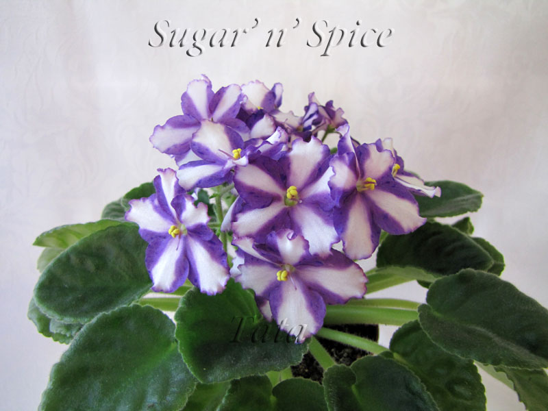  Sugar 'n' Spice 