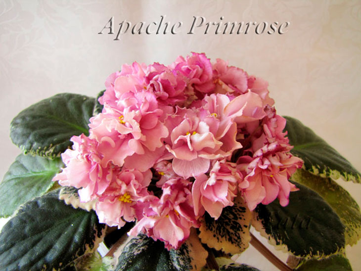  Apache Primrose 