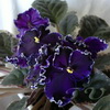 Фиалка Apache Midnight