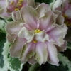 Фиалка Irish Iridescence