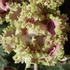 Фиалка Island Rose