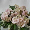 Фиалка Ma's Corsage