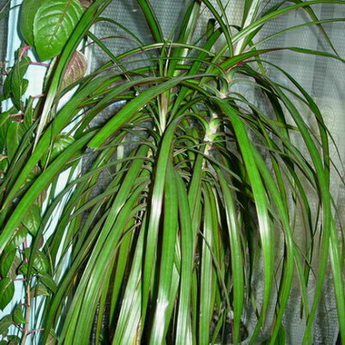  Dracaena marginata 