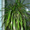  Dracaena marginata