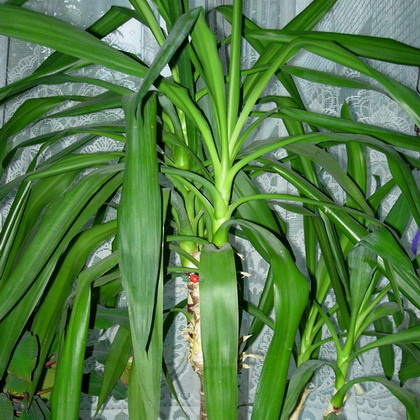   Yucca 