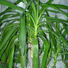   Yucca