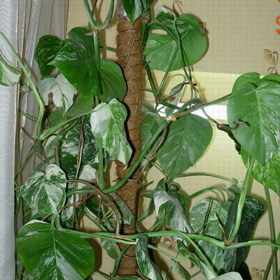    Variegata 