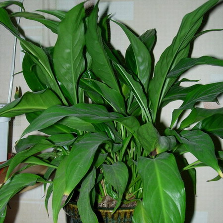   Spathiphyllum 