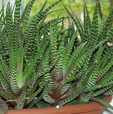   hawortia fasciata 