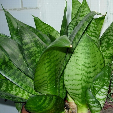   Sansevieria hahnii 