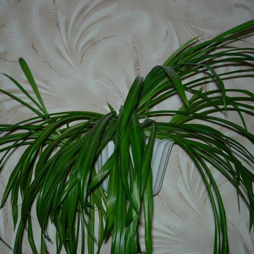   Chlorophytum 