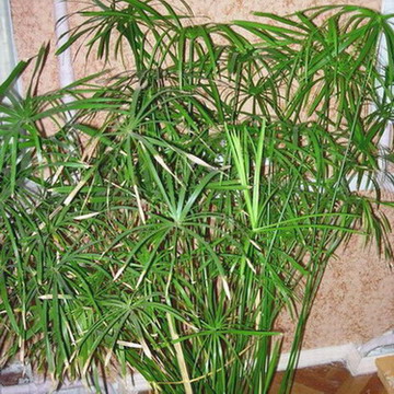   Cyperus 