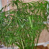   Cyperus