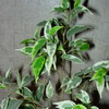   benjamina Starlight