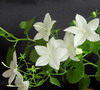    Campanula