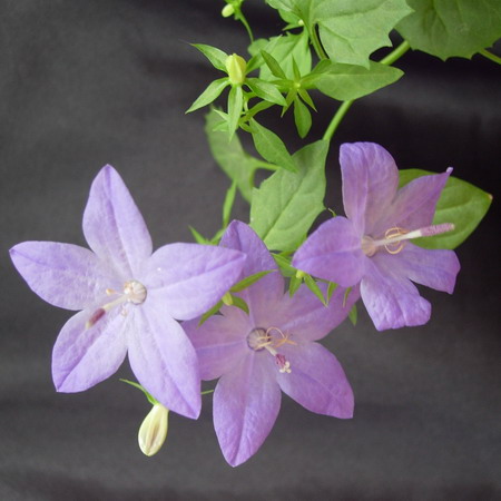    Campanula 