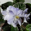 Фиалка Crystal Blue