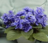 Фиалка Ness Crincle Blue