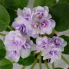 Фиалка Cupid's Jewel