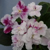 Фиалка Mac's Southern Springtime