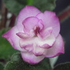 Фиалка Ness Satin Rose