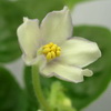 Фиалка Alchemy Yellow Star