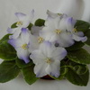 Фиалка Shirl's Hawaiian Lei