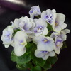 Фиалка Honey Blue Angel спорт