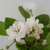Фиалка Pink Mint