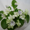 Фиалка Jolly Orchid