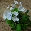 Фиалка Chantaspring спорт