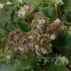 Фиалка Allegro Pink Pistachio
