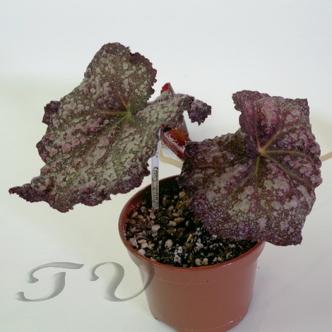  Purple curly stardust 