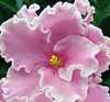 Фиалка Pink Summut