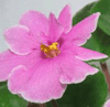 Фиалка Pink Amiss