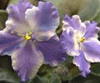 Фиалка Taffeta Blue