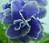 Фиалка Carribean Blue