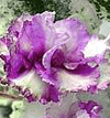 Фиалка Precious Rose