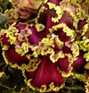 Фиалка Jubilee Red